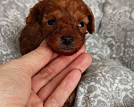 Собаки в Дмитрове: Мальчик той пудель micro Мальчик, 100 000 руб. - фото 1