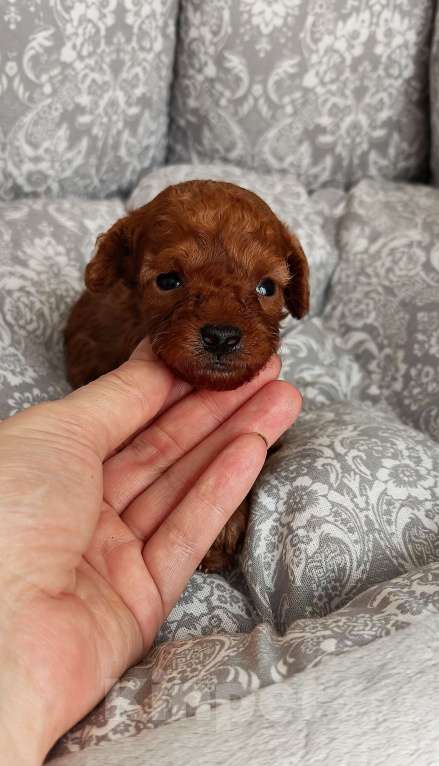 Собаки в Дмитрове: Мальчик той пудель micro Мальчик, 100 000 руб. - фото 1