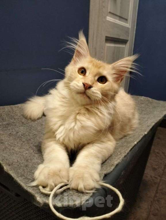 Кошки в Новосибирске: Крупный котенок мейн кун Мальчик, Бесплатно - фото 1