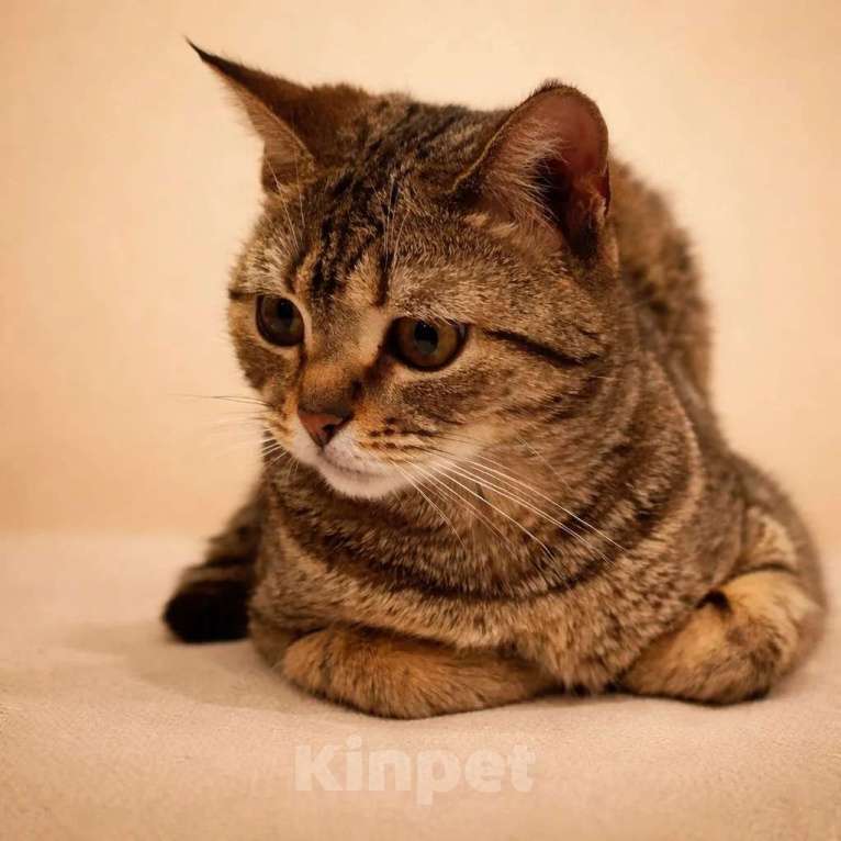 Кошки в Москве: Нежная маленькая кошенька Оливия очень ждёт своих людей Девочка, Бесплатно - фото 3