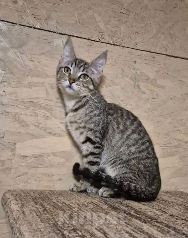 Кошки в Москве: Котенок Мисси ищет дом Девочка, Бесплатно - фото 2