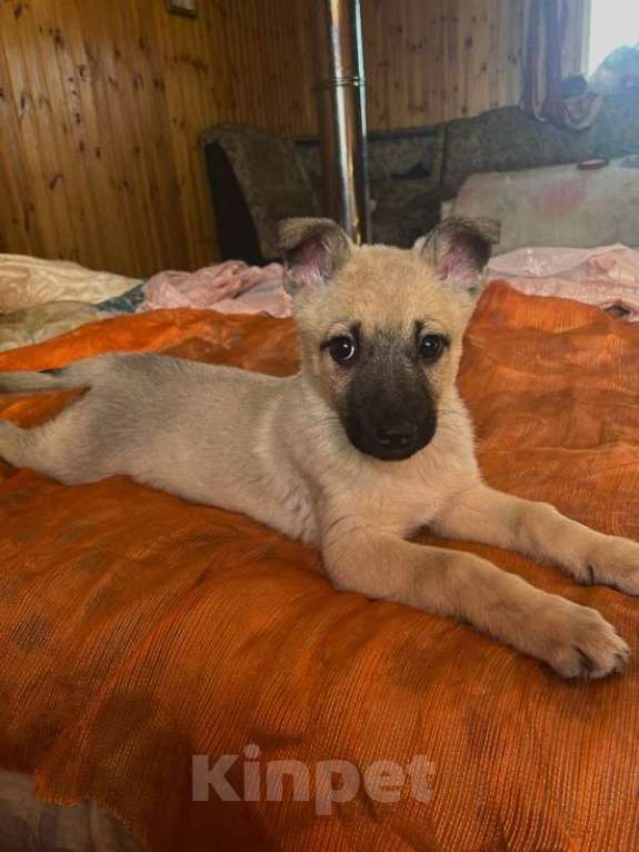 Собаки в Москве: Очаровательные, умные щенки в добрые руки Мальчик, 1 руб. - фото 9