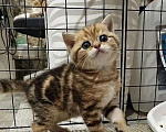 Кошки в Балашихе: Прямоухий малыш Мальчик, 30 000 руб. - фото 1