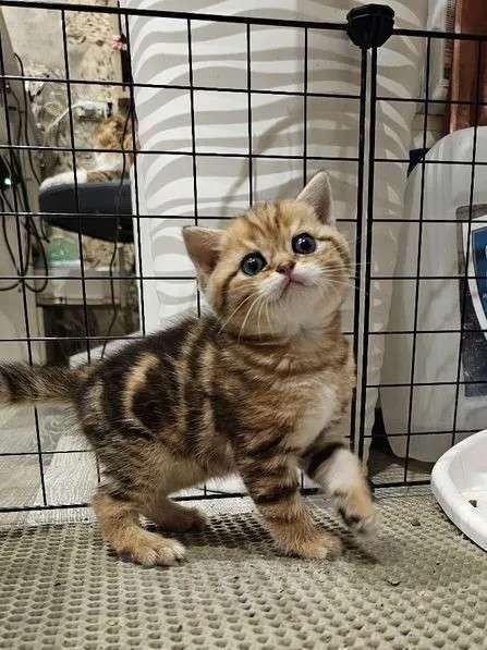 Кошки в Балашихе: Прямоухий малыш Мальчик, 30 000 руб. - фото 1