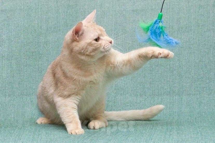 Кошки в Москве: Снежок мега ласковый в поисках семьи Мальчик, Бесплатно - фото 3