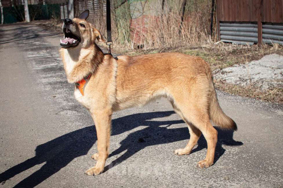 Собаки в Фрязино: Чудесный рыжик Рэм ищет дом  Мальчик, Бесплатно - фото 6