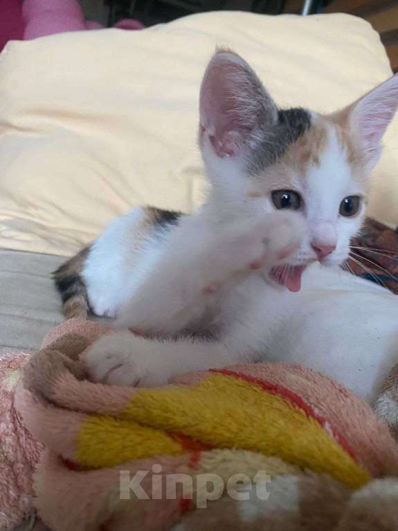 Кошки в Москве: Котенок Нарния ищет дом Девочка, Бесплатно - фото 4