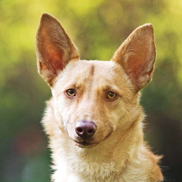 Собаки в других городах Московской области: Тата, 9 кг 4 года ищет семью Девочка, Бесплатно - фото 5