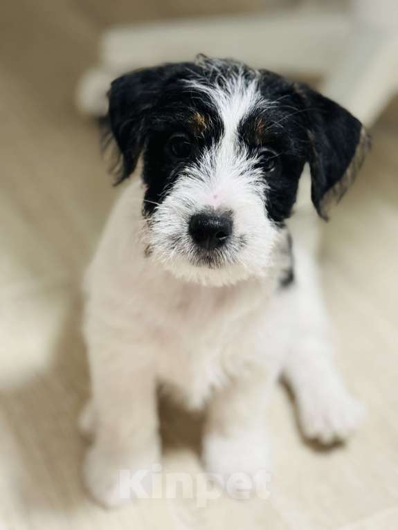 Собаки в Южном-Сахалинске: Щенок Джек-рассел-терьера Мальчик, 60 000 руб. - фото 3