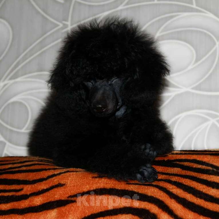 Собаки в Санкт-Петербурге: Той-пудель компаньон СПб Мальчик, 45 000 руб. - фото 2