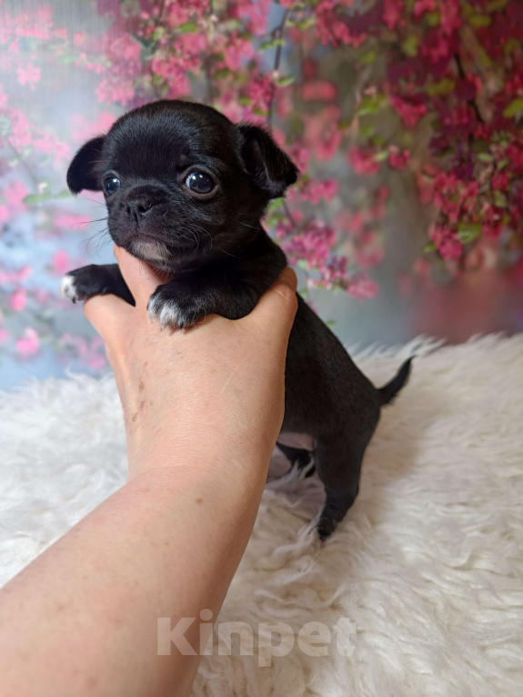 Собаки в Москве: Черная жемчужина Девочка, 75 000 руб. - фото 4