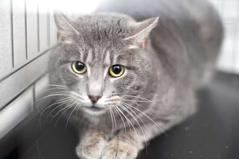 Кошки в Москве: Дважды преданный красивый кот Гермес в добрые руки Мальчик, 1 руб. - фото 4