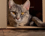 Кошки в Красноярске: Томас Мальчик, 1 руб. - фото 1