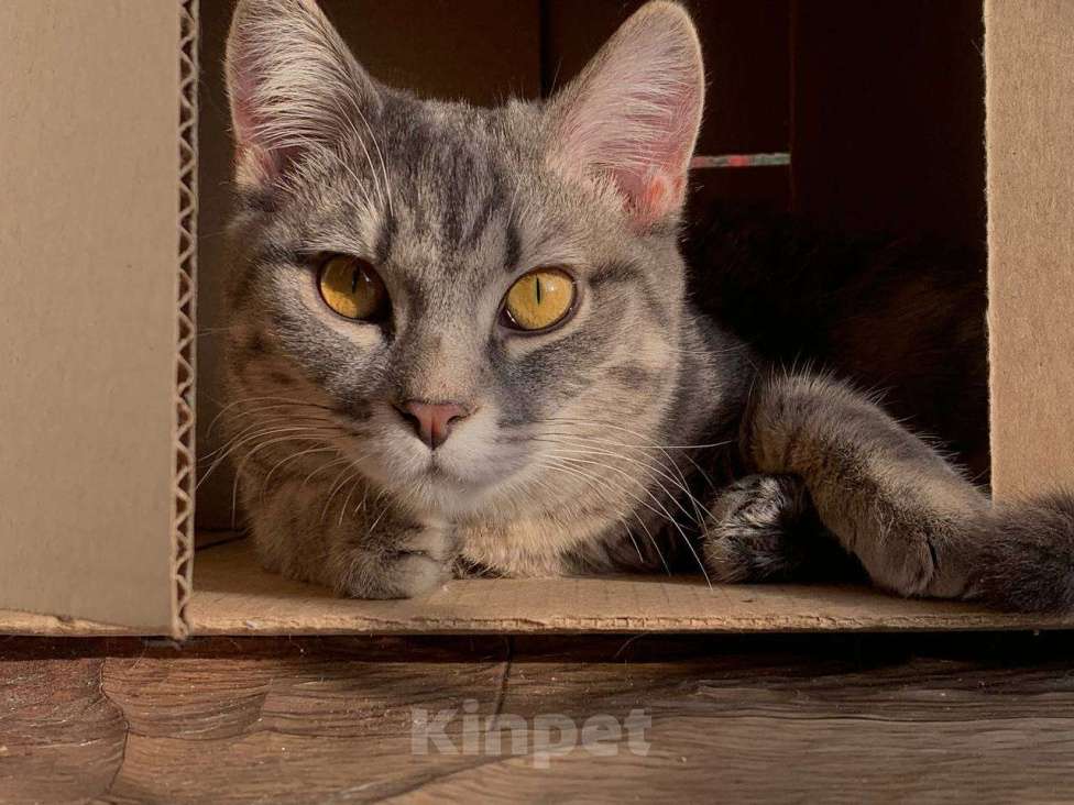 Кошки в Красноярске: Томас Мальчик, 1 руб. - фото 1