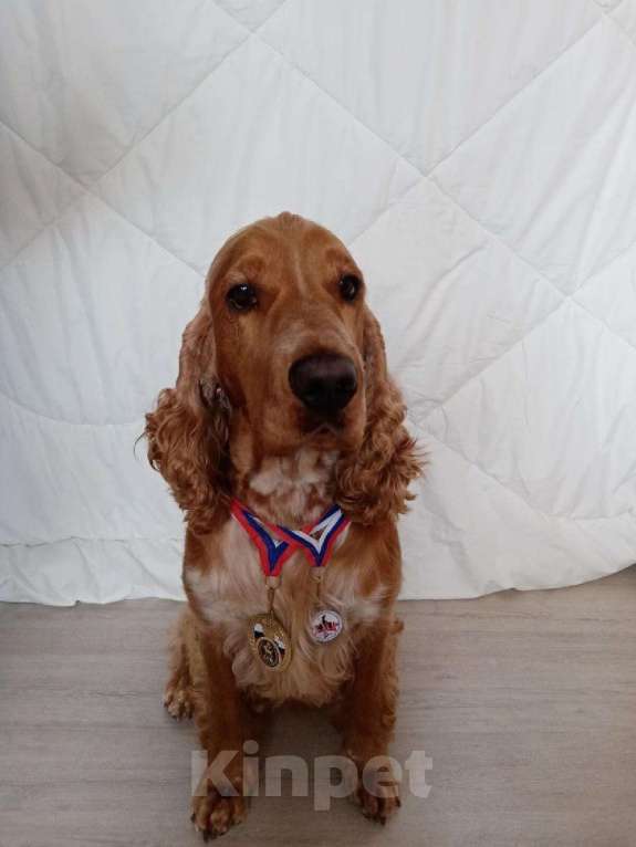 Собаки в Алуште: Английский кокер спаниель  Девочка, 25 000 руб. - фото 4