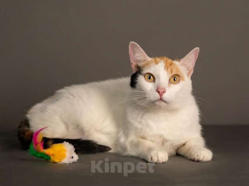 Кошки в Москве: Ласковая и нежная кошечка Снежинка ищет дом Девочка, 10 руб. - фото 3