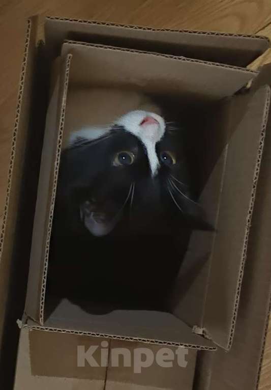 Кошки в Электростали: Потерялась кошека  Девочка, 5 000 руб. - фото 2