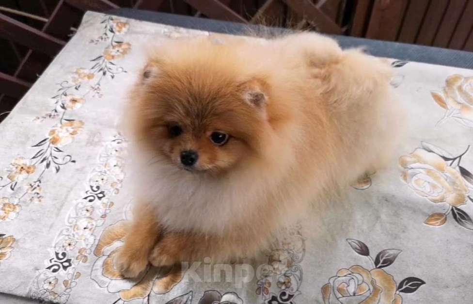 Собаки в Сочи: Девочки-помераночки Девочка, Бесплатно - фото 7