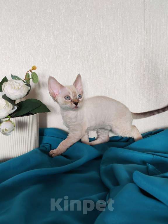 Кошки в Горячем Ключе: Котенок Девон Рекс девочка сил поинт табби с голубыми глазами Девочка, 60 000 руб. - фото 6