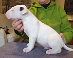 Собаки в Электростали: Продаются высокопородные щенки стандартного бультерьера Мальчик, 60 000 руб. - фото 2