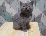 Кошки в Барыше: Шотландская кошечка, 2 500 руб. - фото 2