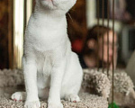 Кошки в Москве: Белая изящная красавица Белочка в дар Девочка, Бесплатно - фото 4