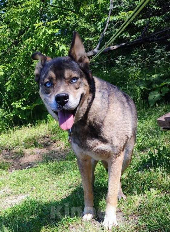 Собаки в Москве: Синеглазая небольшая собачка Альма в добрые руки Девочка, Бесплатно - фото 2