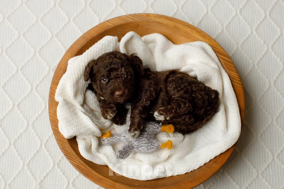 Собаки в Санкт-Петербурге: Испанская водяная собака Девочка, Бесплатно - фото 7