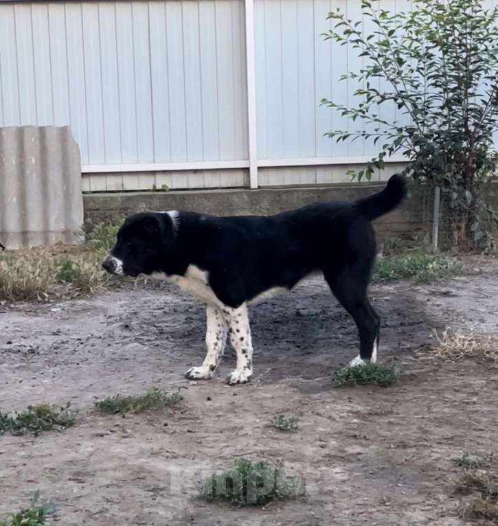 Собаки в Москве: Девочка среднеазиатской овчарки Девочка, 60 000 руб. - фото 5