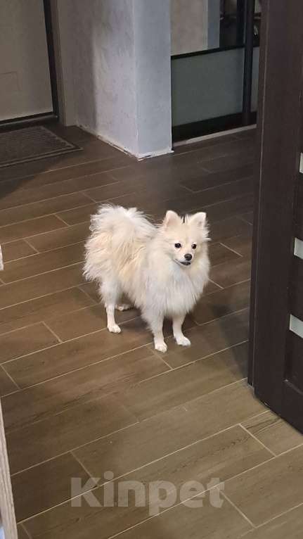 Собаки в Липецке: СРОЧНО! НАЙДЕНА СОБАКА! Девочка, Бесплатно - фото 5