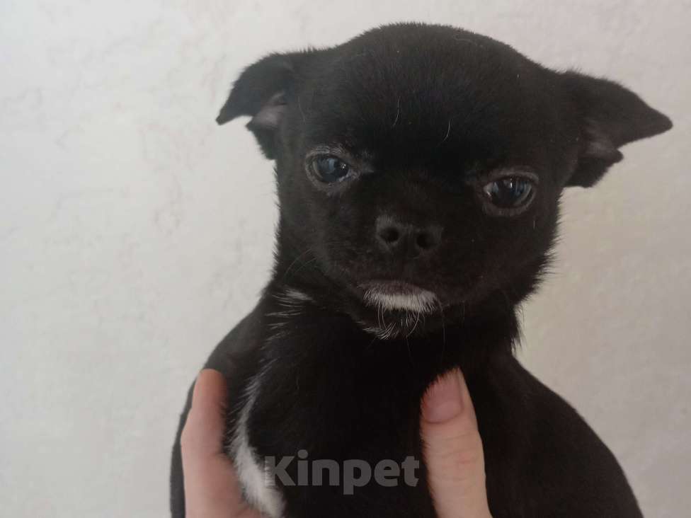 Собаки в Белгороде: Чихуахуа РКФ Девочка, 60 000 руб. - фото 2