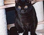 Кошки в Подольске: Британская короткошерстная кошечка Девочка, 40 000 руб. - фото 2