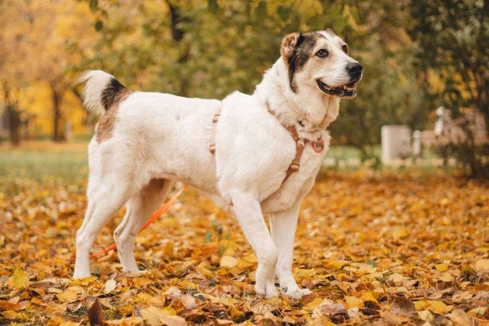 Собаки в Москве: Лана ищет дом Девочка, Бесплатно - фото 5