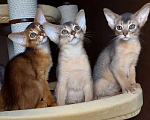 Кошки в Москве: Абиссинские котята  Мальчик, 70 000 руб. - фото 7
