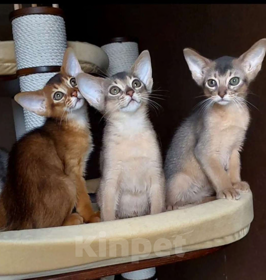 Кошки в Москве: Абиссинские котята  Мальчик, 70 000 руб. - фото 7