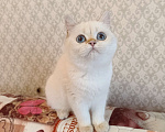 Кошки в Санкт-Петербурге: Золотые британские котята Девочка, 18 000 руб. - фото 5