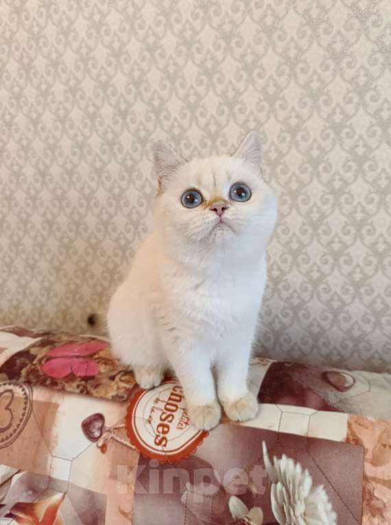 Кошки в Санкт-Петербурге: Золотые британские котята Девочка, 18 000 руб. - фото 5