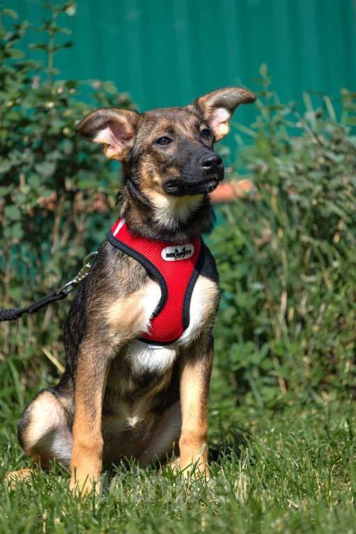 Собаки в Москве: Щенок в добрые руки бесплатно Москва Девочка, Бесплатно - фото 4