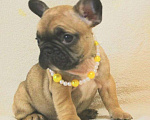 Собаки в Москве: Французский бульдог,девочка Девочка, 130 000 руб. - фото 3