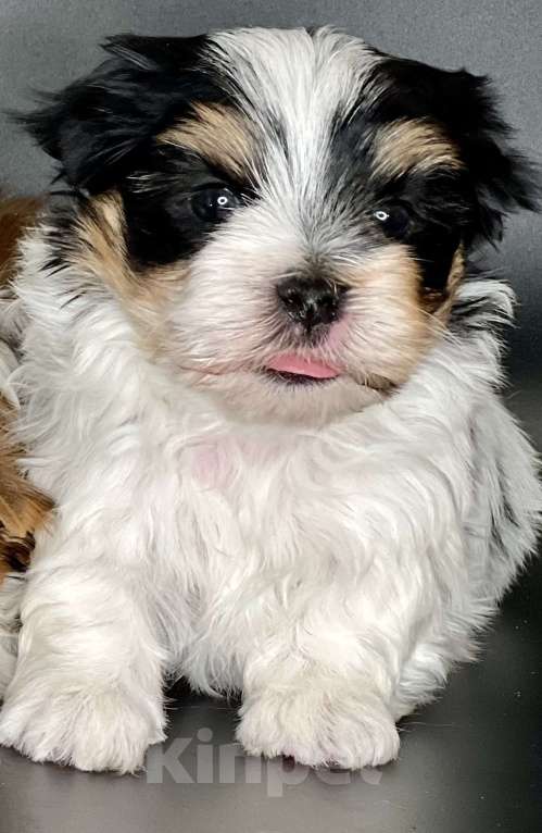 Собаки в Котельнике: Бивер терьер и Бивер блю Даймонд  Мальчик, 50 000 руб. - фото 4