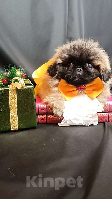 Собаки в Самаре: Пекинес красотка Девочка, Бесплатно - фото 8