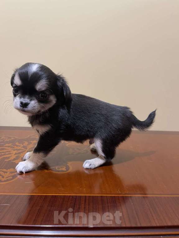 Собаки в других городах Московской области: Щенок чихуахуа мальчик Приц Мальчик, 75 000 руб. - фото 7