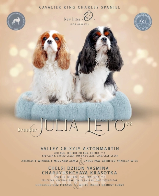 Собаки в Москве: Девочка триколор  кавалерочка Девочка, 90 руб. - фото 2