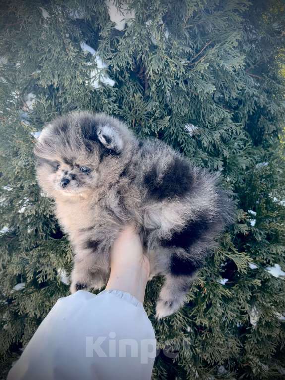 Собаки в Волгограде: Шпиц Девочка, 30 000 руб. - фото 2