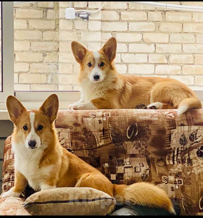 Собаки в Липецке: Щенок Корги Пемброк  Девочка, 50 000 руб. - фото 7