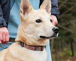 Собаки в Зеленограде: Перси ищет дом Мальчик, Бесплатно - фото 4