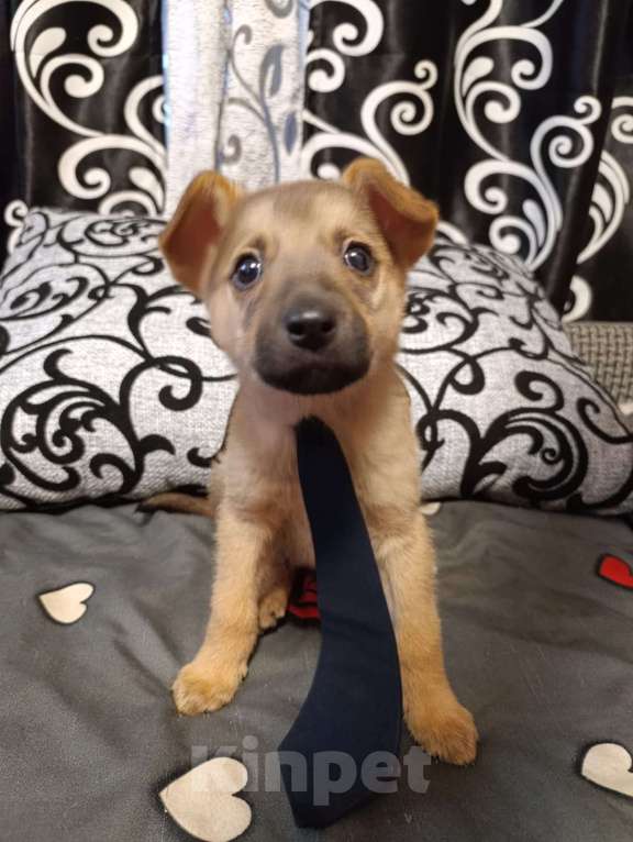 Собаки в Воскресенске: Щенок в добрые руки. Мальчик, Бесплатно - фото 1