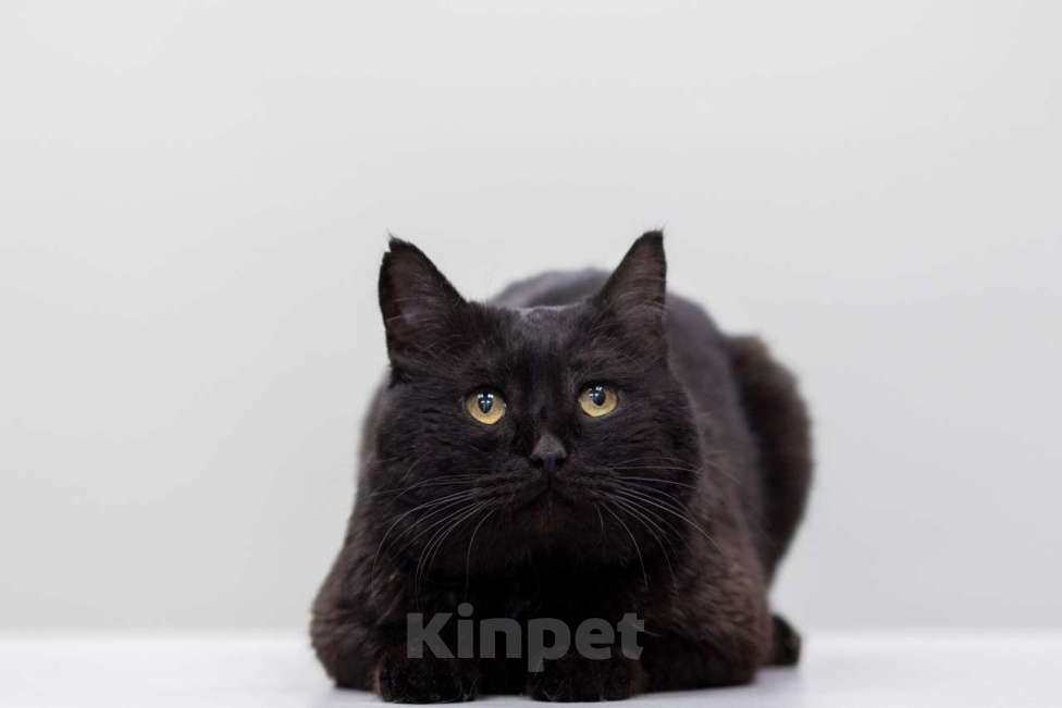 Кошки в Москве: кот Бегемот Мальчик, Бесплатно - фото 5
