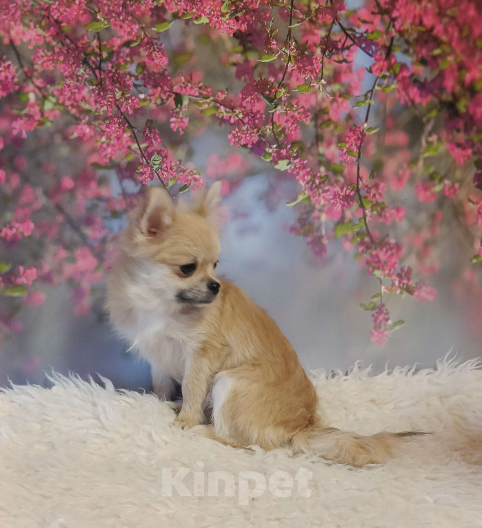 Собаки в Москве: Нежная красавица Девочка, 29 000 руб. - фото 3