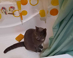 Кошки в Набережных Челнах: Отдам в добрые руки  кота  Мальчик, 1 руб. - фото 1